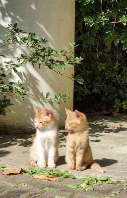 12 chòm sao ; thầm yêu