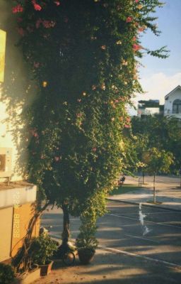 (12cs/bl ) có hẹn từ kiếp trước 