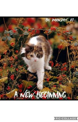 A New Beginning