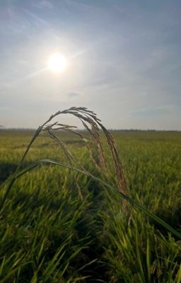 Ai thương lục bình trôi mặt nước - Tập truyện ngắn/ tản văn