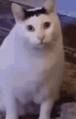 AllIsa | How I Met Your Mother's Kitten?