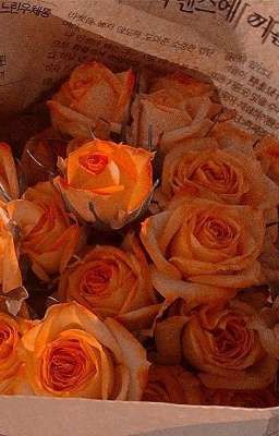 「Allnut」Sinsoledad