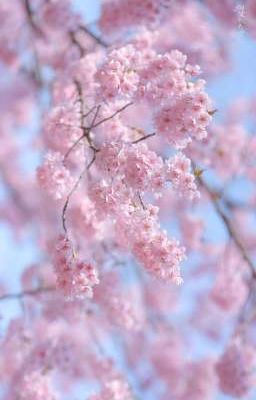 [AllSakura] Thanh Hương