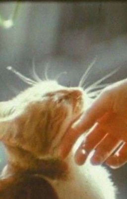 anh mèo lớn có một em chíp nhỏ