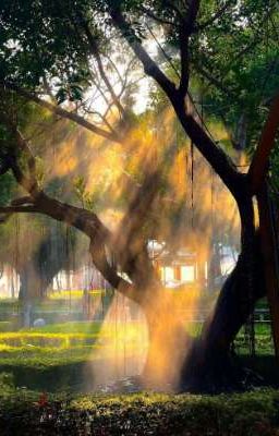 Ánh Sáng Của Bóng Tối