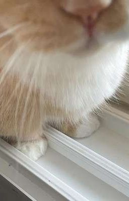 atsh²⁰²⁵ • chung cư aeou