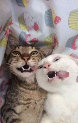 《 ATSH 》Đi làm hay đi chơi!?