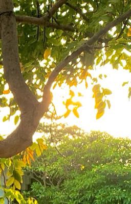 [atsh] [gặp anh ở mọi nơi]