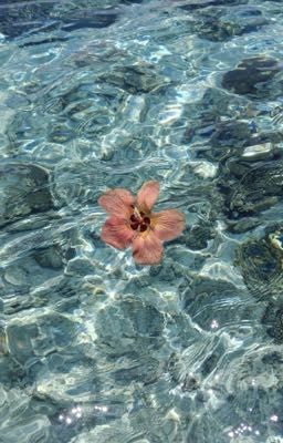 atsh2 | một đàn bò 