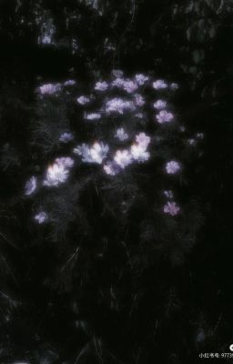 atsh2 | những đốm sáng.