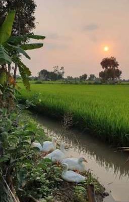 BẠCH LONG HOÀNG CƯỜNG - TẾT MIỀN TÂY