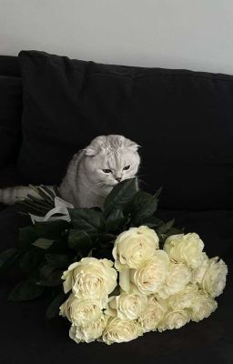 [Bạch Quang Vĩ Niên] luv