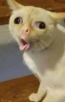 Bad Warrior Fanfic - rice of Chidy