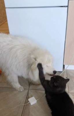 bài học: cách kiểm soát cảm xúc