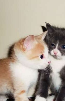 Bánh bao hai trứng ✮ Keonhyeon