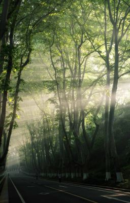 [BHTT] [TỰ VIẾT] Ánh sáng trên đại lộ - Kim Trạch