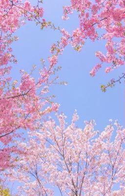 binsung • cái cây màu hồng.