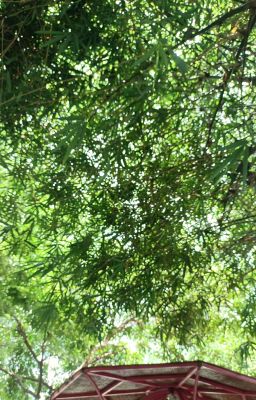 [BOYSLOVE] ~ DUYÊN ~