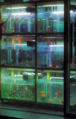 [Bui Duy Ngoc X Khoi Vu] [Fanfic] Moonbeam