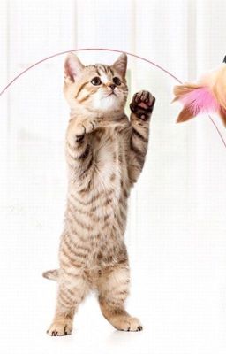 Các món đồ chơi mèo yêu thích