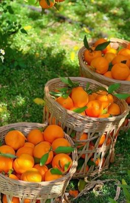 Cây cam ngọt của tôi