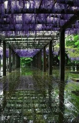 {char x oc} lời ca nơi mộng ảnh