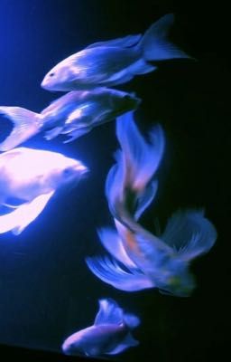 Chodeft - Có bao nhiêu cách để chia tay?