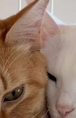 [ChoDeft • Dịch] Thế là cuối cùng Meowpaca cũng làm hòa rồi