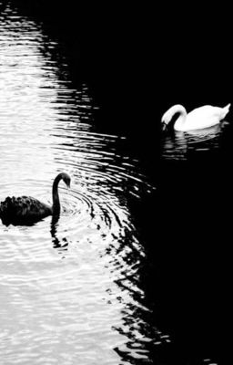 [Choker] Năm ngày trước khi rơi vào vực thẳm