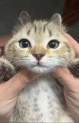 [ choker ] WHERE IS MY HUSBAND?