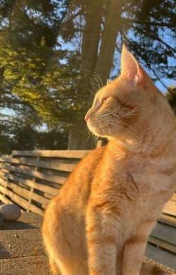 [Choper] • scheming cat