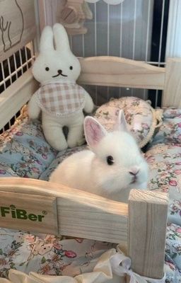 chuchuz • oneshot series