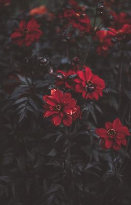 Chuyện Cô & Nàng | AP x BLH