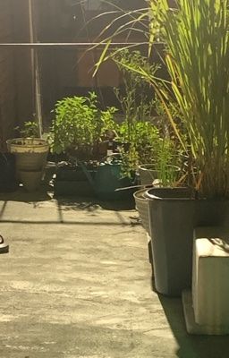 con dế mèn hát vào mùa hè