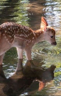 con mèo gối đầu lên thơ