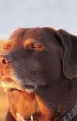 Cửa hàng tiện lợi của Charlotte