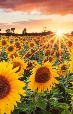 Cuối chân trời có hình bóng của loài hoa hướng dương