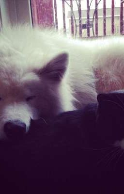 | 🐱🐺🥟 | đang ngắm cr qua điện thoại mỗi ngày, giờ ngồi cách 1 cái bàn