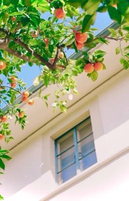 • đào nguyên anh lạc / chuyển ver • cam tinh.
