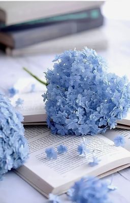 [ĐN - TR] .Cẩm Tú Cầu Xanh.