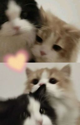 Đồ Ngốc!!