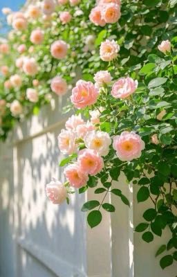 Đời này có em là điều hạnh phúc