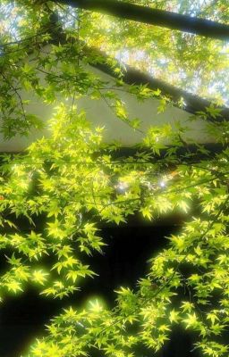  [ Domicmasterd ] Nắng Ấm