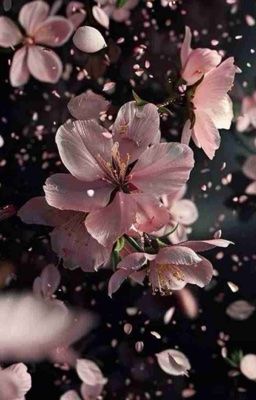 『 drop; allsoobin 』 cả nhà thương em.