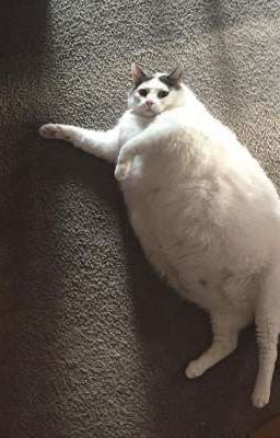 dùng gì để yêu? | phúc nguyên x lâm anh