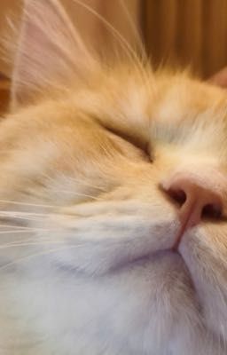(EABO au) Kẻ đáng khinh số một