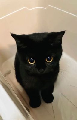 [EABO - Hoàng Huy] Đổi chồng