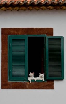 [Edit] Tín Hào | Gió hôn tà áo