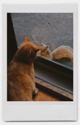 [FaDo/FaRan] Sóc lại trốn rồi!