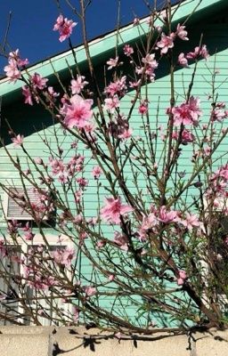 fakedeft; bỏ lỡ mùa trăng tàn.